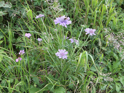 Scabiosa japonica