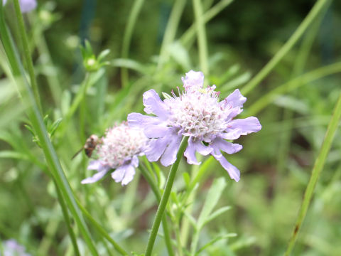 Scabiosa japonica