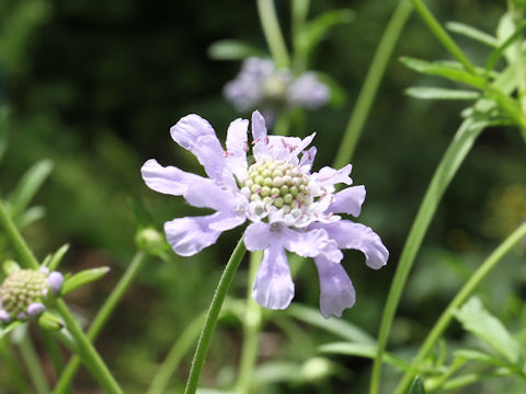 Scabiosa japonica