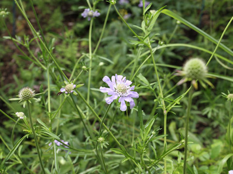 Scabiosa japonica