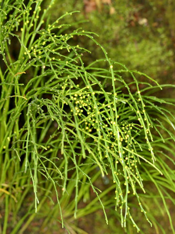 Psilotum nudum