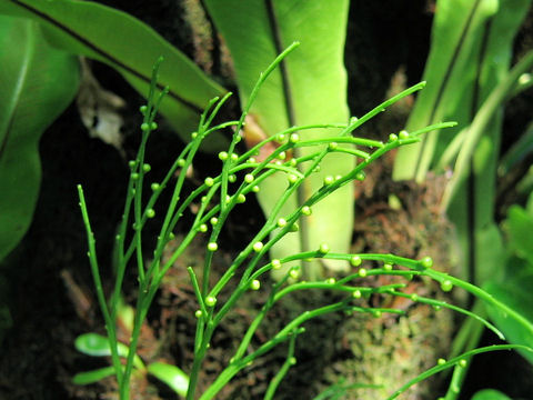 Psilotum nudum