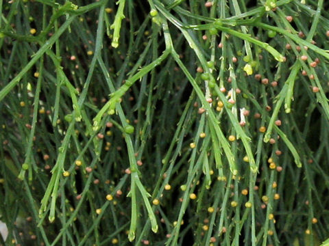 Psilotum nudum