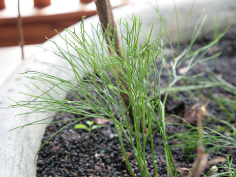 Psilotum nudum