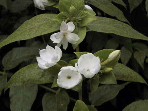 Jasminum sambac