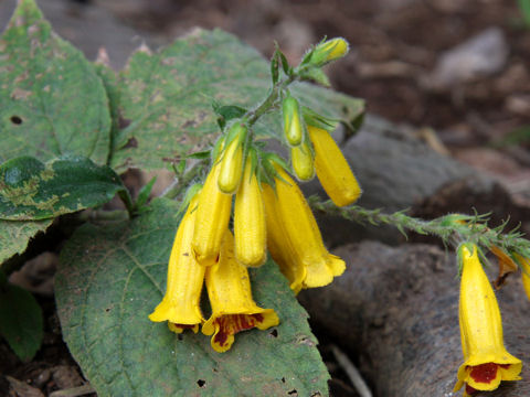 Titanotrichum oldhamii