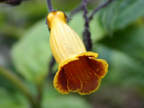 Titanotrichum oldhamii