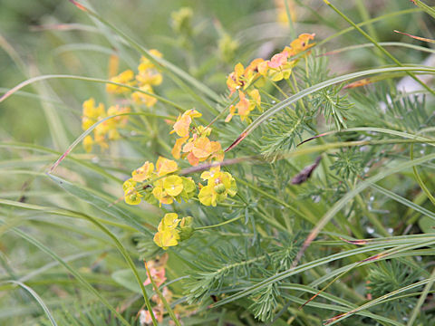 Euphorbia cyparissias