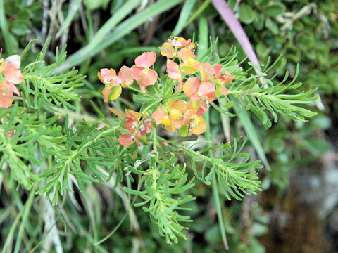 Euphorbia cyparissias