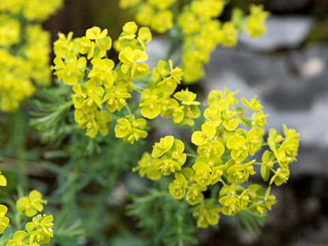 Euphorbia cyparissias