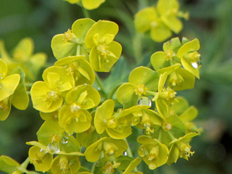 Euphorbia cyparissias