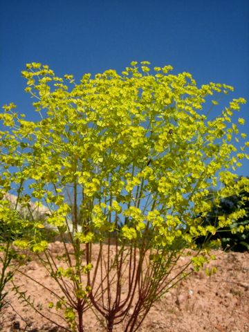 Euphorbia cyparissias