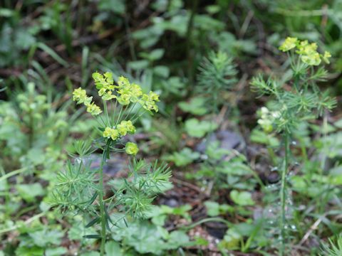 Euphorbia cyparissias