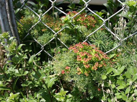 Euphorbia cyparissias