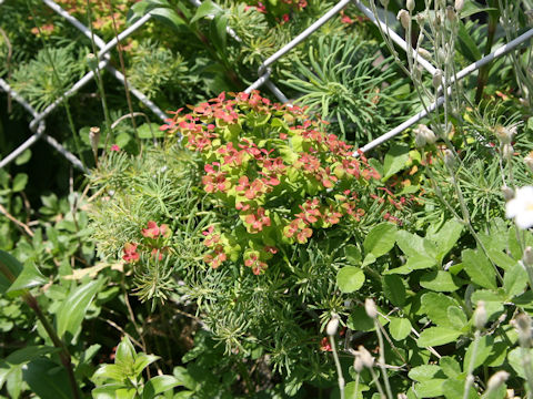 Euphorbia cyparissias