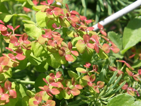 Euphorbia cyparissias