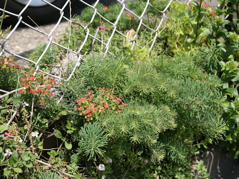 Euphorbia cyparissias