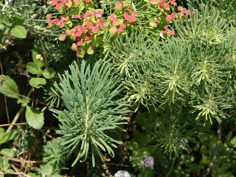 Euphorbia cyparissias