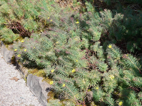 Euphorbia cyparissias