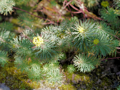 Euphorbia cyparissias