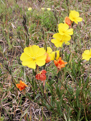 Oenothera stricta