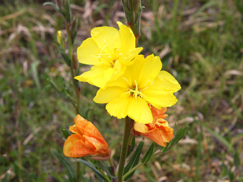 Oenothera stricta