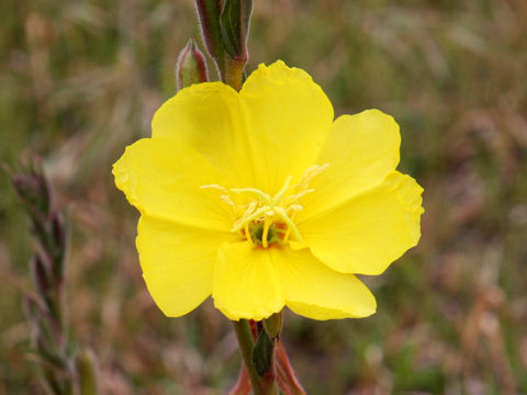 Oenothera stricta