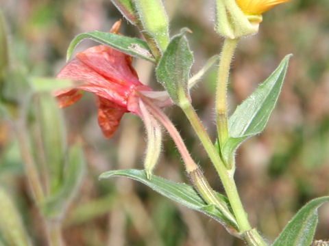 Oenothera stricta