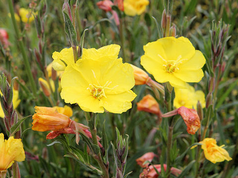 Oenothera stricta