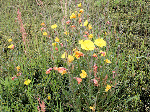 Oenothera stricta