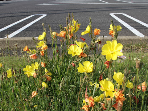 Oenothera stricta