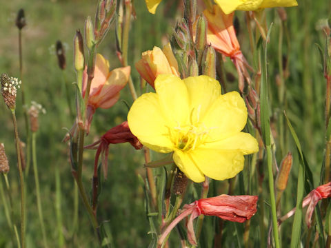 Oenothera stricta