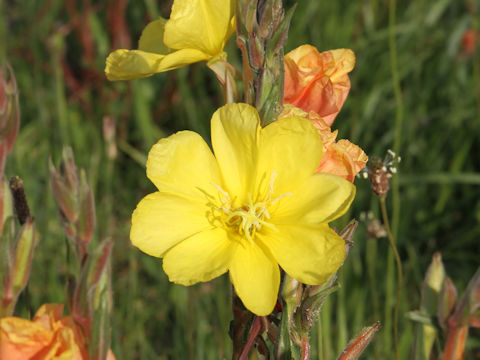 Oenothera stricta