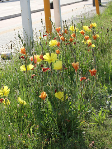 Oenothera stricta