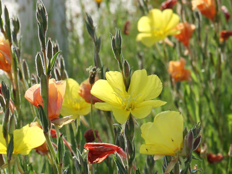 Oenothera stricta