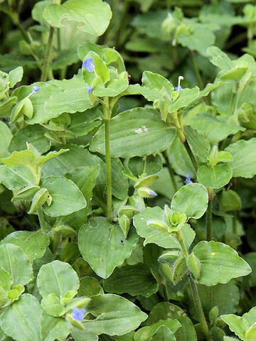 Commelina benghalensis