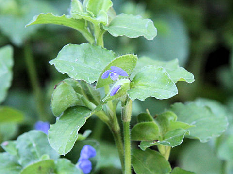 Commelina benghalensis