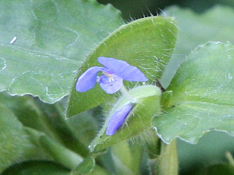 Commelina benghalensis