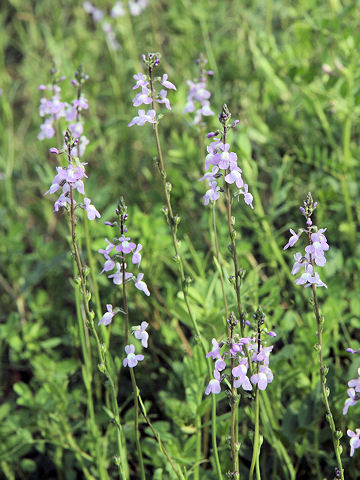 Linaria canadensis