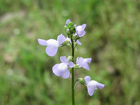 Linaria canadensis