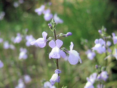 Linaria canadensis