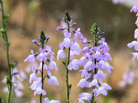 Linaria canadensis