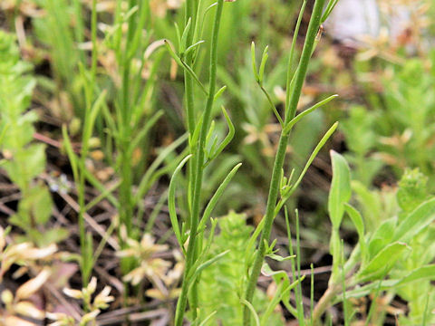 Linaria canadensis