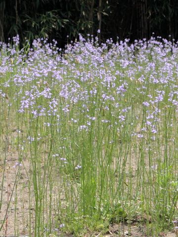 Linaria canadensis