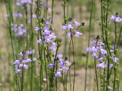 Linaria canadensis