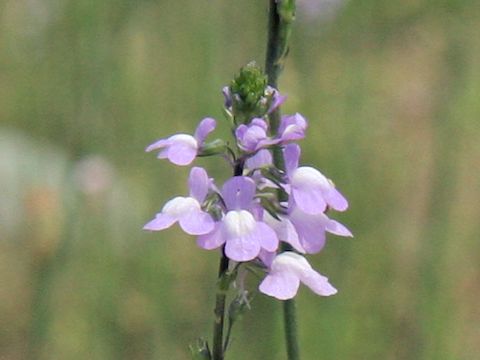 Linaria canadensis