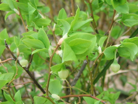 Vaccinium shikokianum