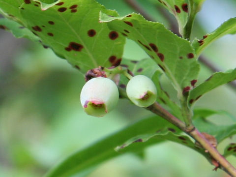 Vaccinium shikokianum