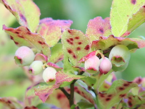 Vaccinium shikokianum