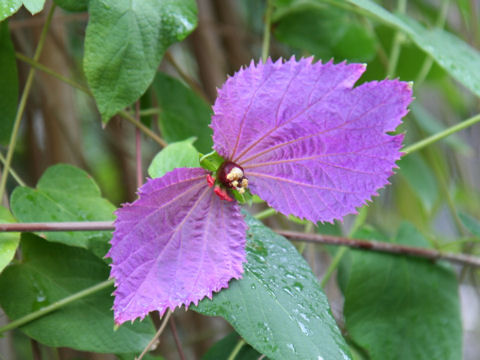 Dalechampia dioscoreifolia